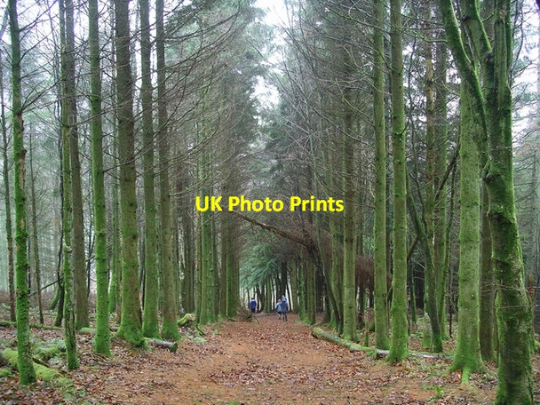 Photo 6"x4" Steep path, Woodcockair Brydekirk c2006