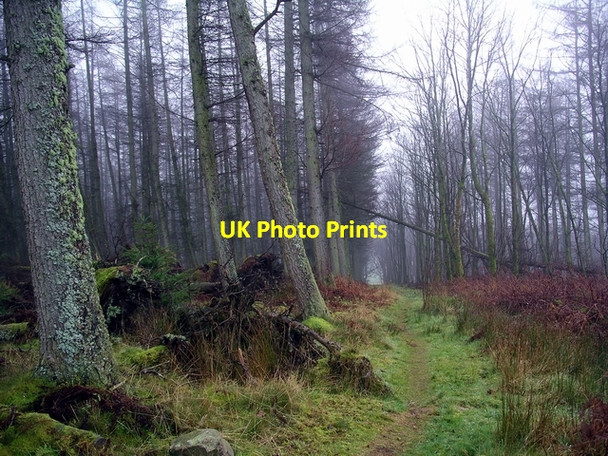 Photo 6"x4" Path with fallen trees Brydekirk c2006