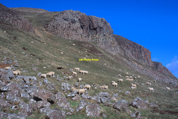 Photo 6"x4" Basalt cliffs, Isle of Canna A' Chill c2005