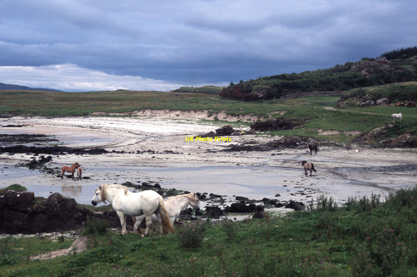Photo 6"x4" Horses on Gallanach sands Port M\u00f2r\/NM4279 c2006