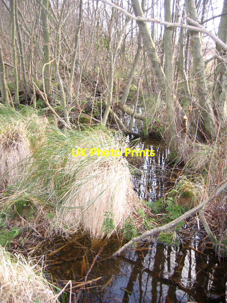 Photo 6"x4" Swampy alder carr in Alderfen Broad Nature Reserve, Norfolk Irstead Street c2007