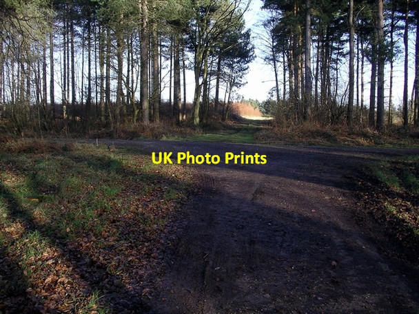 Photo 6"x4" Crossroads in the wood Greasley\/SK4947 c2007