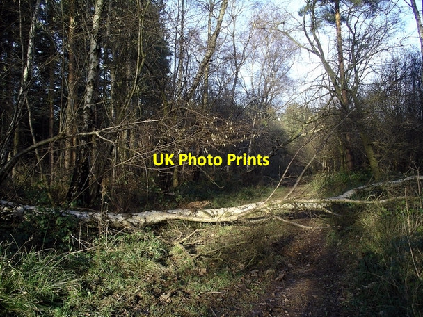 Photo 6"x4" Fallen silver birch, Morning Springs wood Greasley\/SK4947 c2007