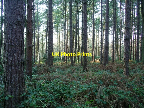 Photo 6"x4" Through the trees Friezeland c2007