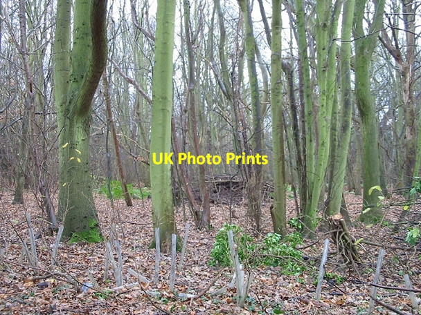 Photo 6"x4" Garden Wood from Pike Road. Tilmanstone c2007