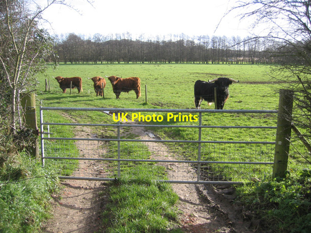 Photo 6"x4" Fierce-looking cattle, Dilham, Norfolk Dilham c2007