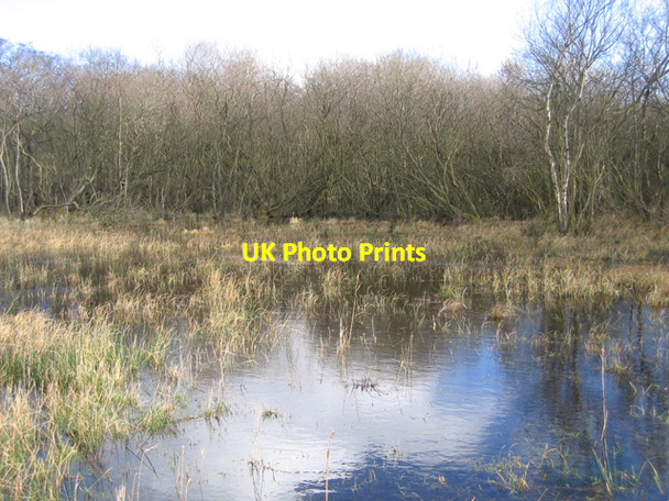 Photo 6"x4" High water levels in Broad Fen, Dilham, Norfolk Dilham c2007
