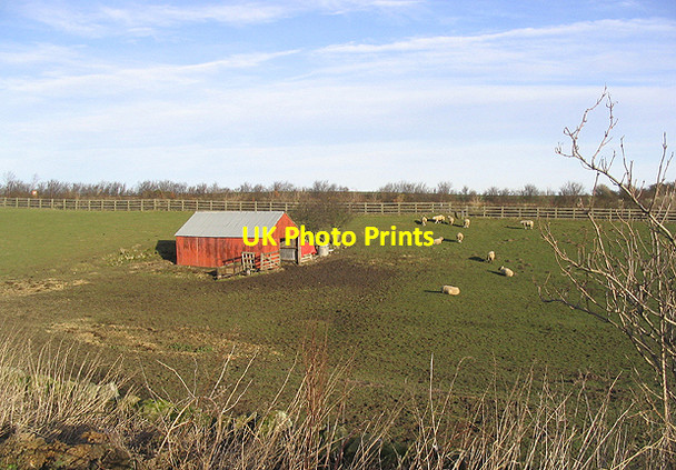 Photo 6"x4" Sheep field and shed North Charlton c2007