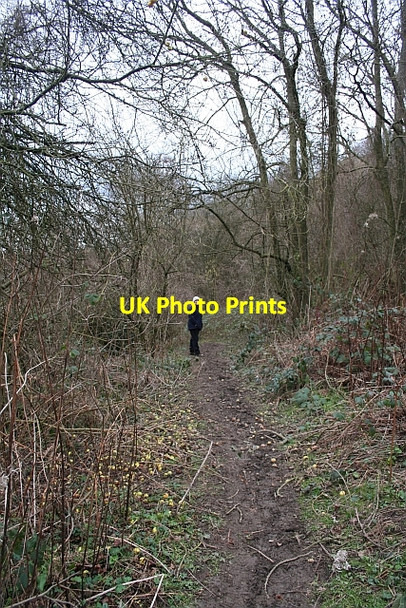Photo 6"x4" Apples in Six Acre Wood Storridge c2007