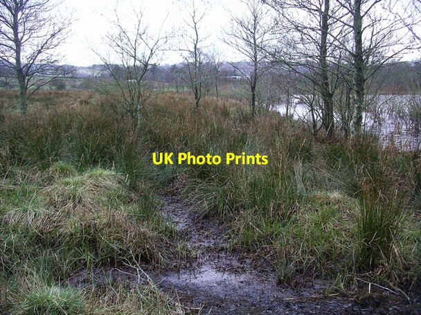 Photo 6"x4" Bog, Castle Loch Lochmaben c2007