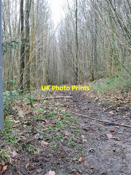 Photo 6"x4" View NW along footpath in Covert Wood Westwood\/TR1749 c2007