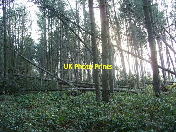 Photo 6"x4" Storm damage, Sherwood Pines Kings Clipstone c2007