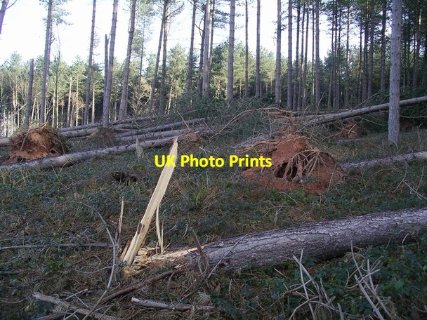 Photo 6"x4" Storm damage, Sherwood Pines, 4 Kings Clipstone c2007