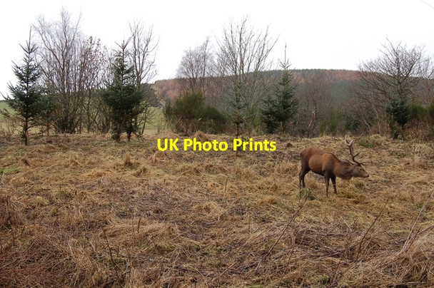 Photo 6"x4" Stag at Broadland Craighead\/NJ4940 c2007
