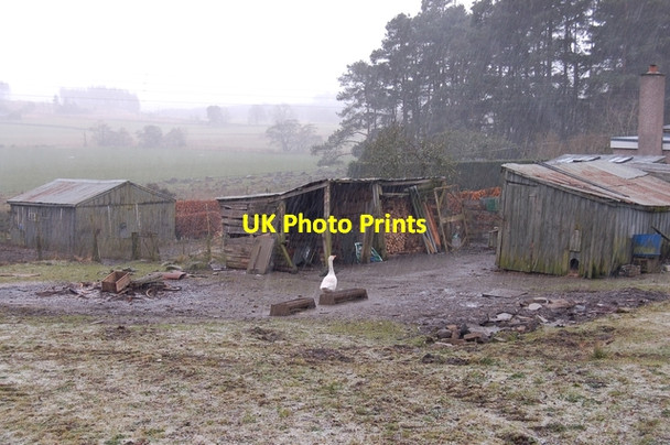 Photo 6"x4" Goose in the woodyard Craighead\/NJ4940 c2007