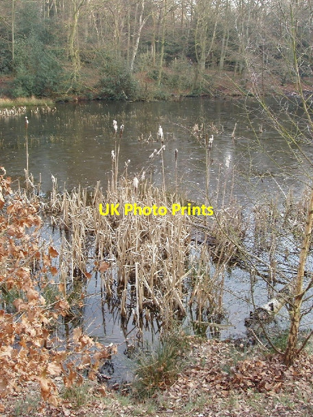 Photo 6"x4" Bulrushes, Upper Pond, Burnham Beeches East Burnham c2007