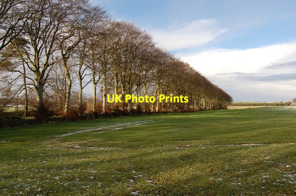 Photo 6"x4" Trees at Middlemuir Belhelvie c2007