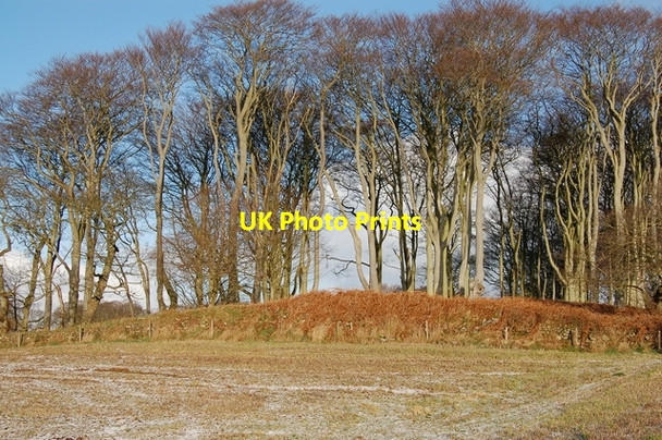 Photo 6"x4" Tall trees at Potterton Belhelvie c2007