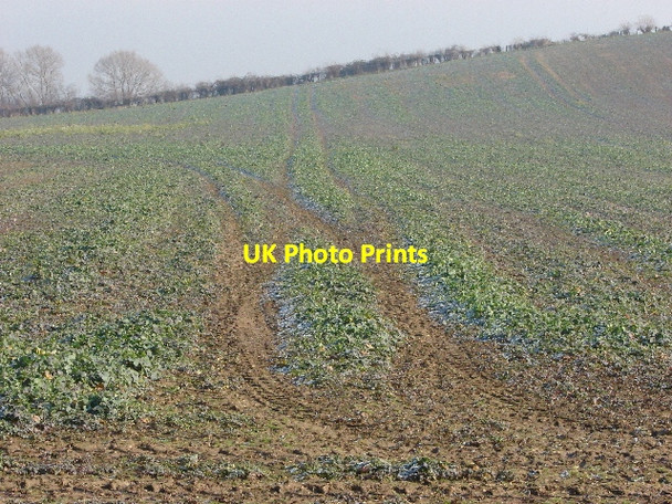 Photo 6"x4" Frost lingers on crops Southend\/SP5801 c2007