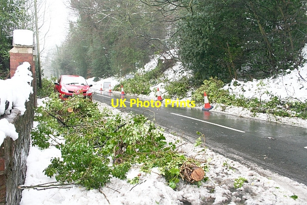 Photo 6"x4" Fallen Tree, Wells Road Brand Green\/SO7641 c2007