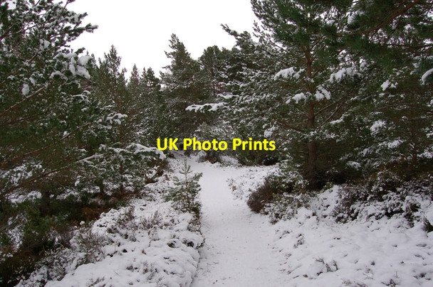 Photo 6"x4" Path at Loch an Eilein Doune\/NH8809 c2007