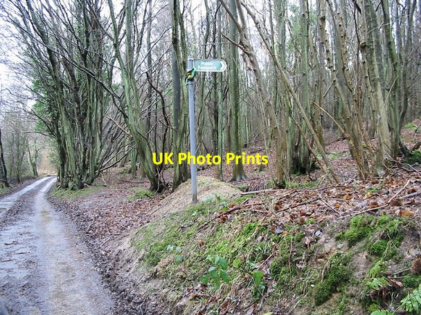 Photo 6"x4" Footpath in Covert Woods Bladbean c2007