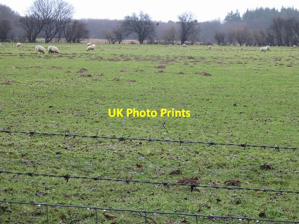 Photo 6"x4" A sheep field Bladbean c2007
