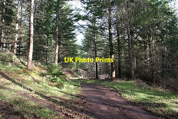 Photo 6"x4" Monaughty Wood Torrieston c2007