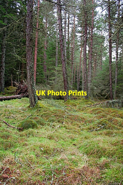 Photo 6"x4" Monaughty Wood Torrieston c2007
