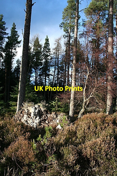Photo 6"x4" Monaughty Wood Alves c2007