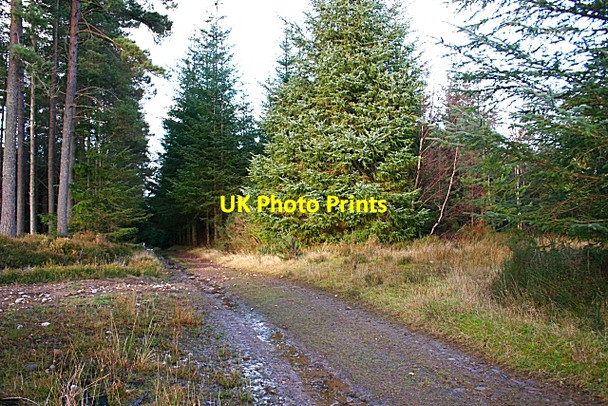 Photo 6"x4" Forest Crossroads Alves c2007