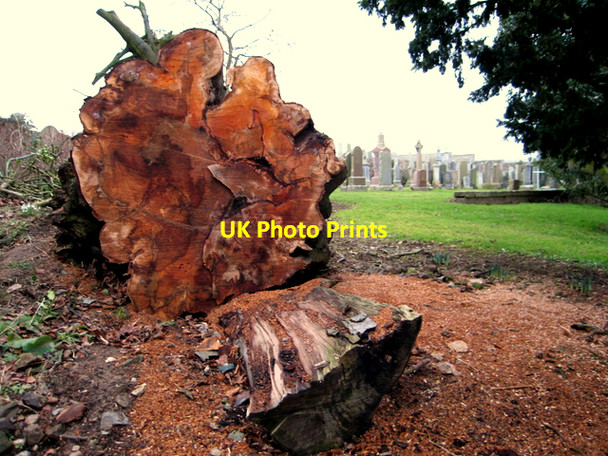 Photo 6"x4" Fallen tree in the cemetery twixt Old Deer and Stuartfield Old Deer c2007