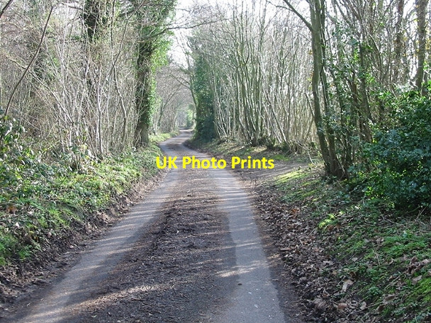 Photo 6"x4" School Lane, in the woods Lower Hardres c2007