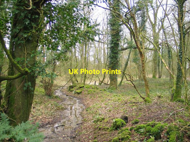 Photo 6"x4" Pitts Wood Doulting c2007