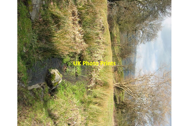 Photo 6"x4" Marshy area in Colomendy Cynwyd c2007