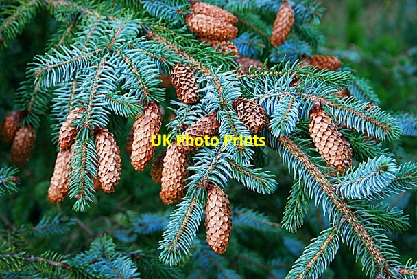 Photo 6"x4" Sitka Spruce Cones Berryhillock\/NJ5060 c2007