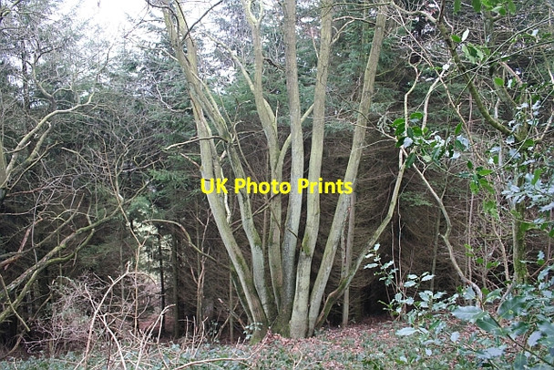Photo 6"x4" Coppice and Fir, Frith Wood Ledbury c2007