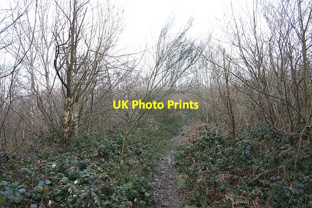 Photo 6"x4" Broom, Frith wood Ledbury c2007