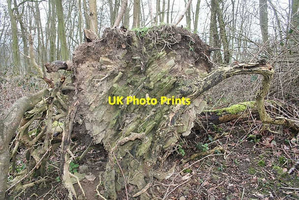 Photo 6"x4" Geology of Frith Wood Exposed Loxter c2007
