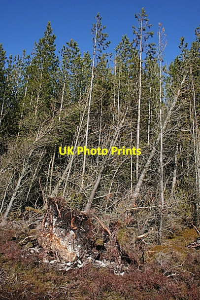 Photo 6"x4" Hill of Maud Drybridge\/NJ4362 c2007 P1