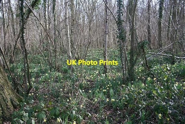 Photo 6"x4" Daffodils in Hall Wood Hallwood Green c2007