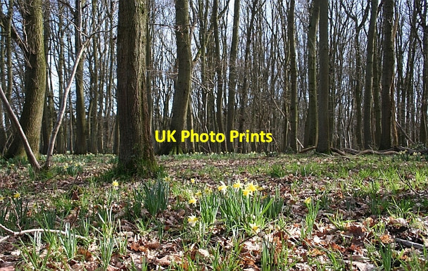 Photo 6"x4" Hall Wood - Grazed Area Hallwood Green c2007