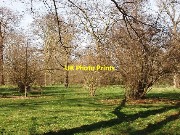 Photo 6"x4" Nut trees, Kew Gardens Brentford c2007