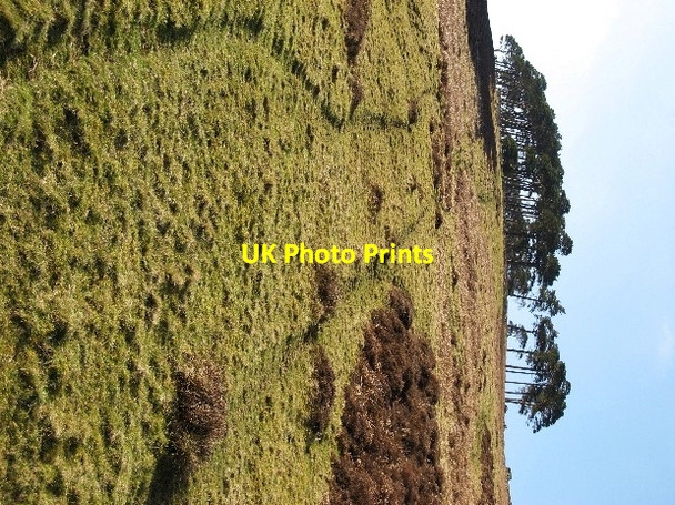 Photo 6"x4" Hog Knowe Wood Bellspool c2007