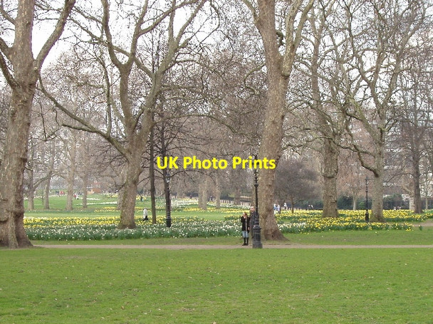 Photo 6"x4" Green Park with daffodils Westminster c2007