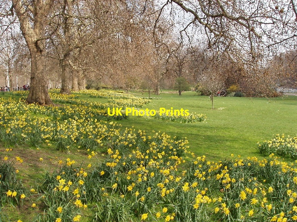 Photo 6"x4" St James's Park with daffodils Westminster c2007