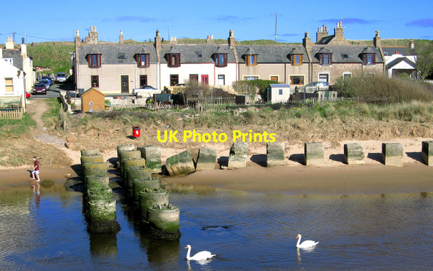 Photo 6"x4" Swans breaching the WW2 defences at Cruden Bay. Cruden Bay c2007