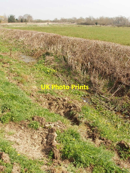 Photo 6"x4" Ditch with marsh marigolds and lesser celandine Ambrosden c2007