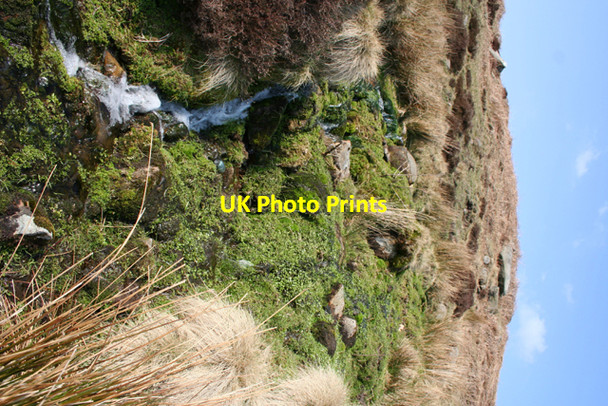 Photo 6"x4" Lord Edward Howard's Spring Bull Stones c2007