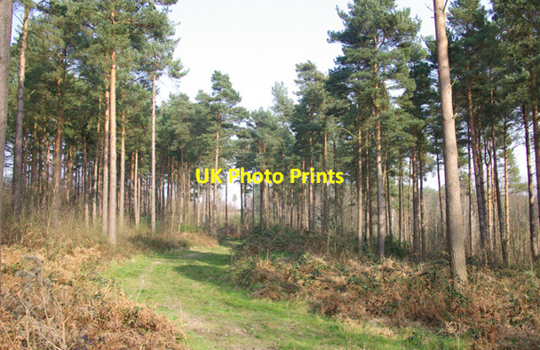 Photo 6"x4" Brede High Wood Chitcombe c2007